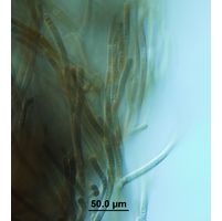 Tolypothrix rivularis