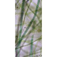 Tolypothrix