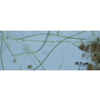 Tolypothrix tenuis