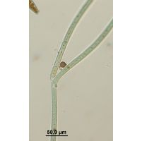 Tolypothrix tenuis