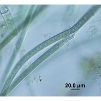 Tolypothrix tenuis