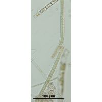 Tolypothrix tenuis