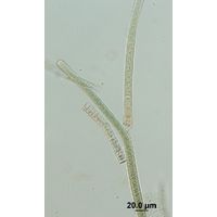 Tolypothrix tenuis