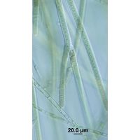 Tolypothrix tenuis