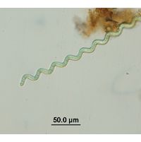 Arthospira jenneri