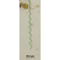 Arthriospira jenneri