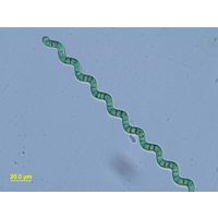 Arthrospira
