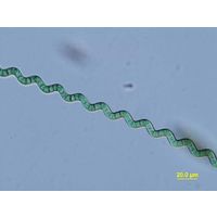 Arthrospira