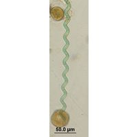 Arthrospira jenneri