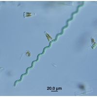 Arthrospira jenneri
