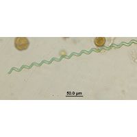 Arthrospira jenneri