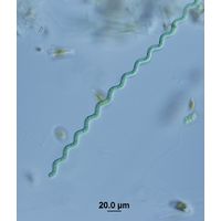 Arthrospira jenneri