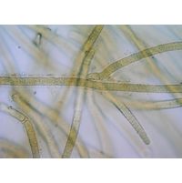 Blennothrix