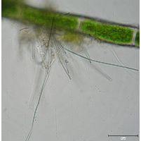 Heteroleibleinia