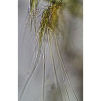 Homoeothrix juliana