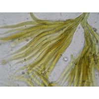 Homoeothrix juliana