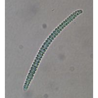 Komvophoron sp.
