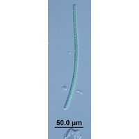 Komvophoron sp.