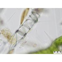 Leibleinia epiphytica