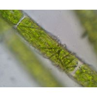Leibleinia