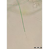 Leptolyngbya sp.