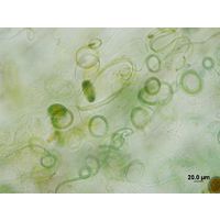 Leptolyngbya sp. 