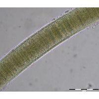 Lyngbya aestuarii