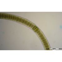 Lyngbya aestuarii