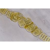 Lyngbya aestuarii