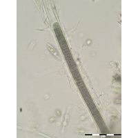Lyngbya sp. 