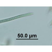 Phormidium autumnale