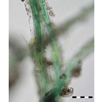 Microcoleus lacustris