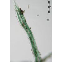 Microcoleus lacustris