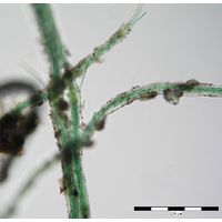 Microcoleus lacustris