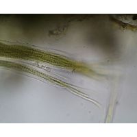Microcoleus