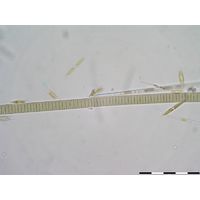 Oscillatoria limosa