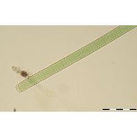 Oscillatoria limosa
