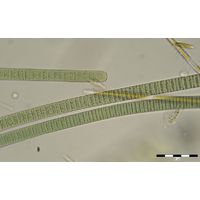 Oscillatoria limosa