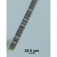 Oscillatoria cf. major