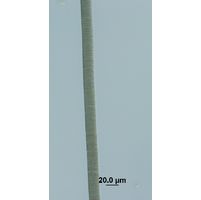 Oscillatoria cf. major