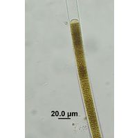 Oscillatoria major
