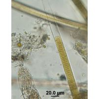 Oscillatoria major