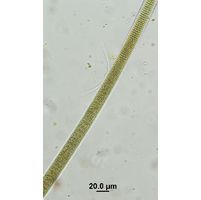Oscillatoria major