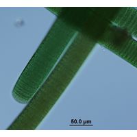Oscillatoria princeps