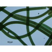 Oscillatoria princeps