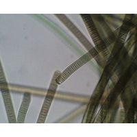 Oscillatoria