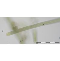 Oscillatoria cf. sancta