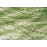 Phormidium chalybeum 