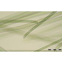 Phormidium chalybeum