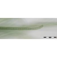 Phormidium chalybeum